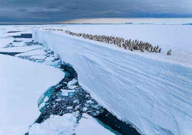 Las deslumbrantes imágenes de los premios Fotógrafo de la Vida Silvestre 2025