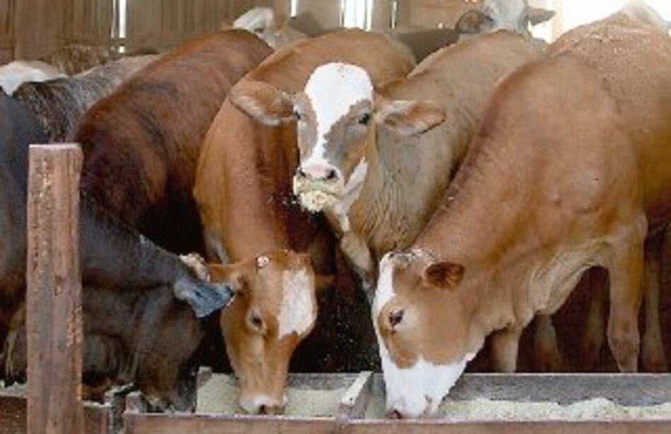 PIB agropecuario uruguayo crecerá 5.7%