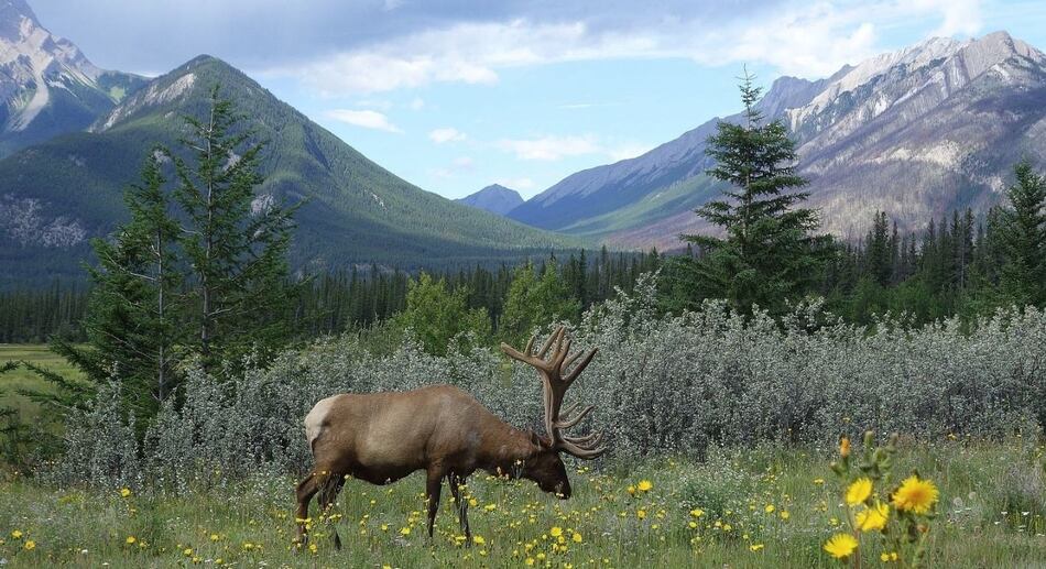 La agricultura amenaza zonas silvestres frías con el cambio climático