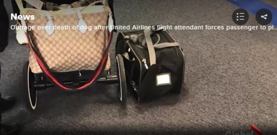 Muerte de un perro en un vuelo de United Airlines desata polémica