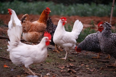 El ‘pollo’, rey del plato en Panamá