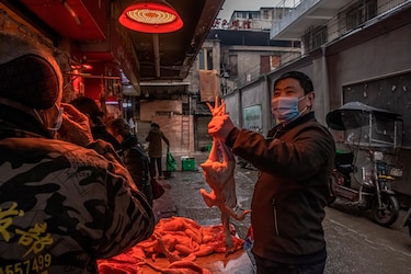 OMS: estudios de ‘Science’ sobre origen de la covid-19 son útiles pero no suficientes