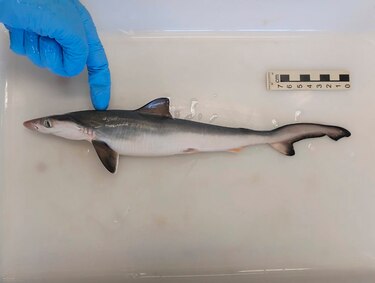 Detectan tiburones intoxicados con cocaína ‘por primera vez en el mundo’ en Brasil