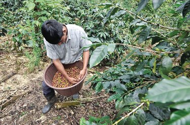 Plan de cosecha de café se definirá en mesas de trabajo