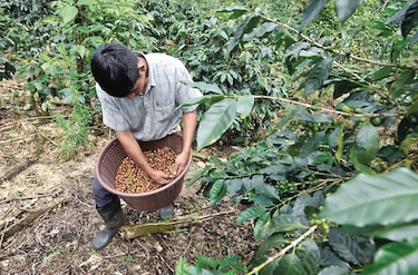 Plan de cosecha de café se definirá en mesas de trabajo