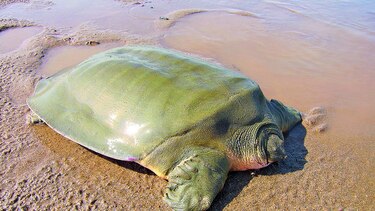 Aparecen nuevas especies en Asia