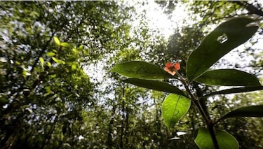 Tratado internacional de protección del ambiente es ley de República