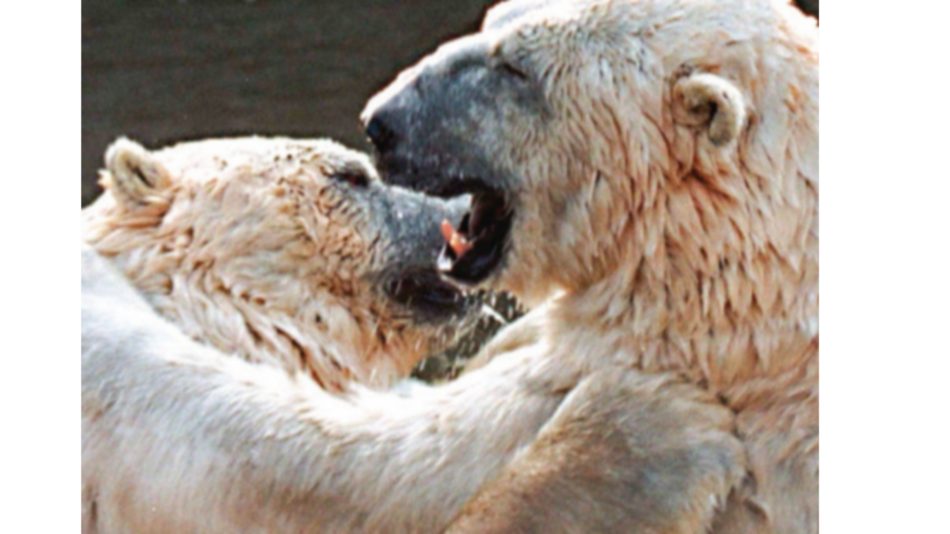 Osos polares, temidos en Nueva Zembla