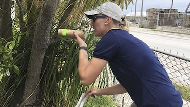 Florida combate mosquitos transmisores de zika con genética