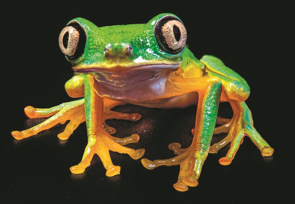 Dos de cada cinco anfibios están en peligro