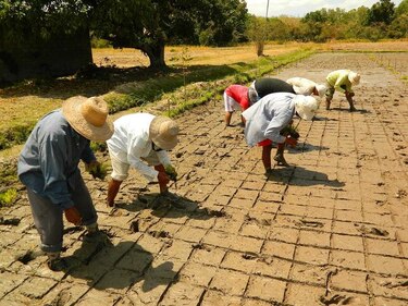 ONU: 34 países no tienen alimento suficiente para la población