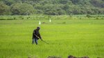 Productores recibirán hoy martes el pago directo de más de 14 millones de dólares