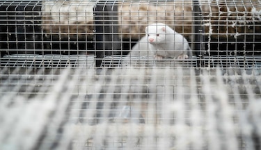 En busca del animal ‘vector’ del coronavirus