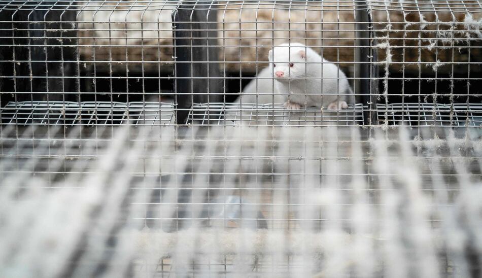 En busca del animal ‘vector’ del coronavirus