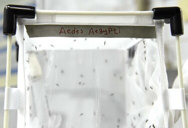 Científicos esterilizan con radiación a mosquitos machos para erradicar el zika