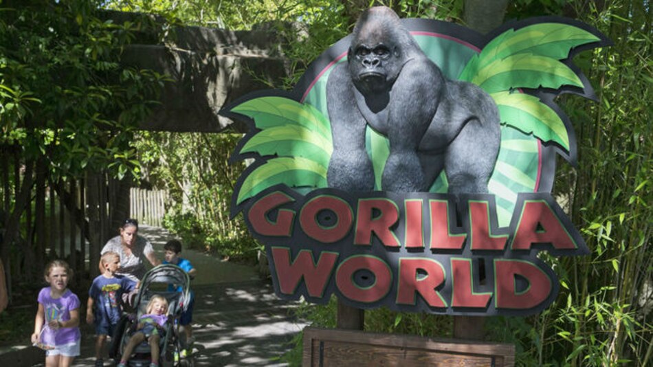 No hay actos en memoria de gorila ultimado hace un año