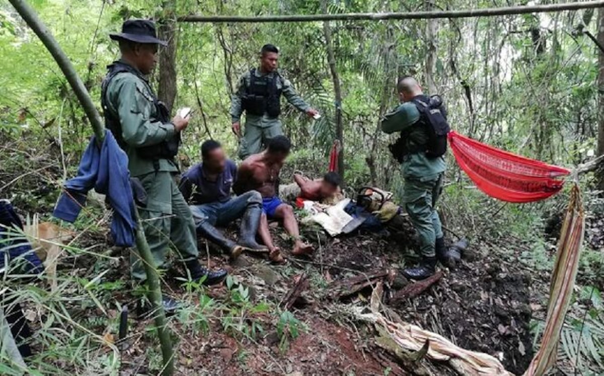 Policía Ecológica arrestó a los tres taladores.