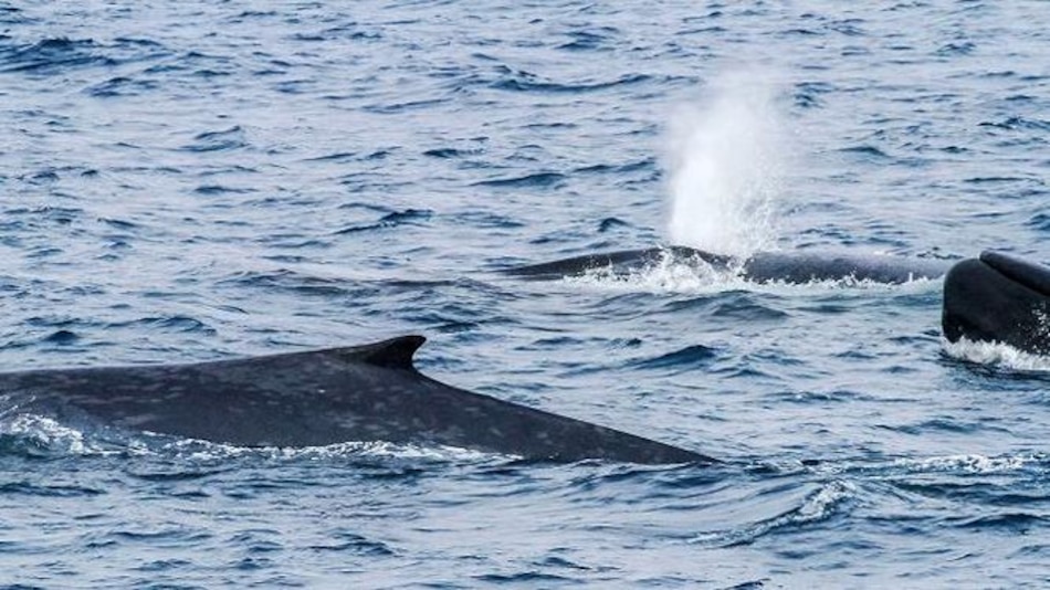 Graban más de 40 mil cantos de ballenas azules en la Antártida
