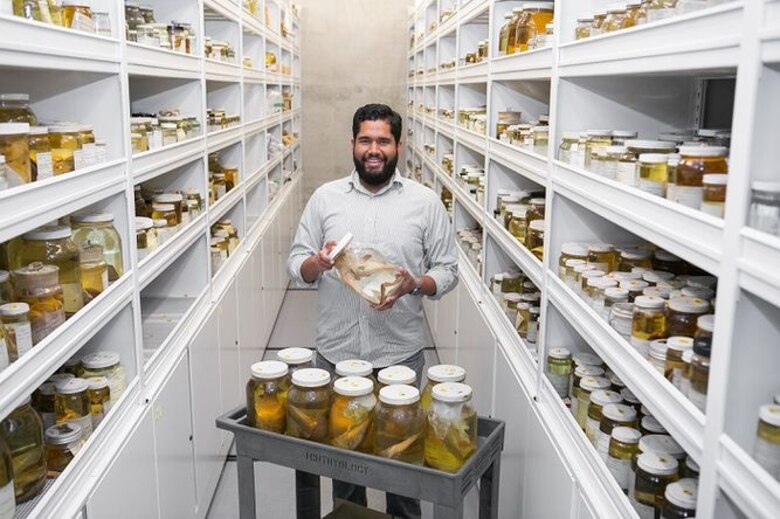 Biólogo panameño estudia la 'retardación' del parto en un tiburón bambú hembra