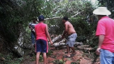 Fuerte aguacero causa caída de árboles y obstrucción de una vía