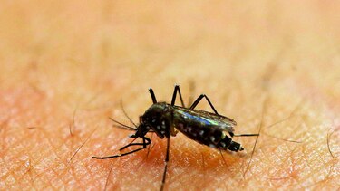 El zika afecta a los países por igual