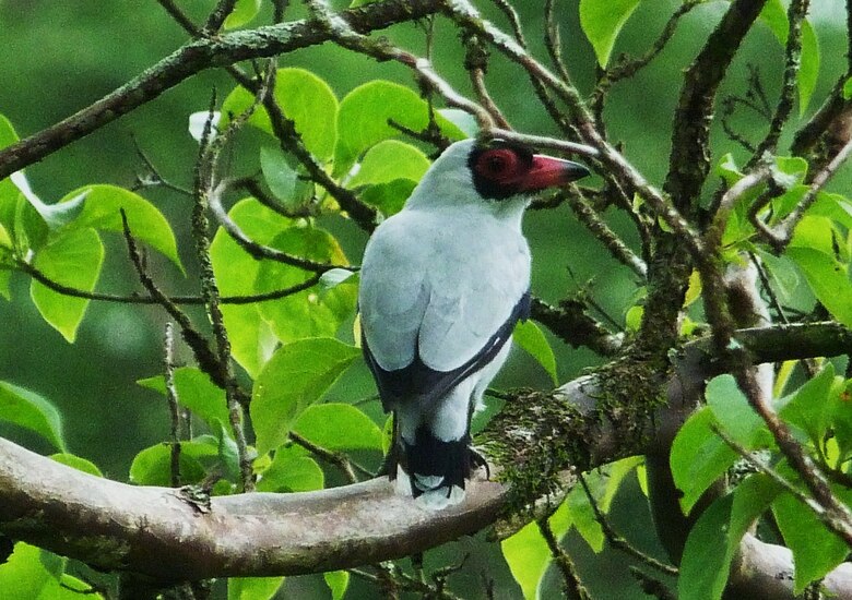 Evalúan la biodiversidad de la reserva La Tronosa de Los Santos