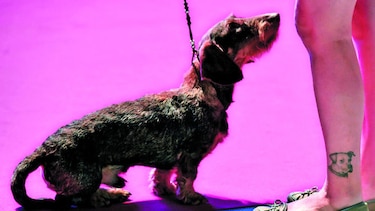 Explorando el cerebro canino