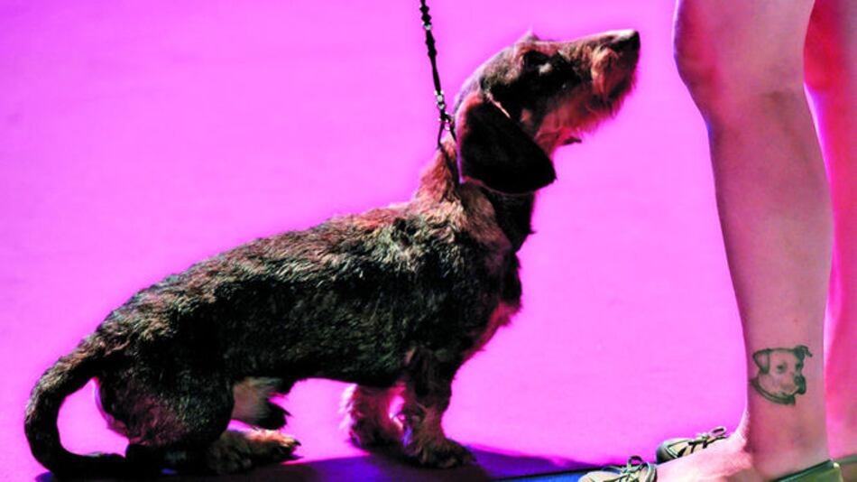 Explorando el cerebro canino