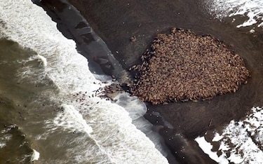 35 mil morsas quedan varadas en playas de Alaska por cambio climático