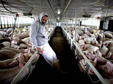 Controversia por el origen del brote de gripe porcina