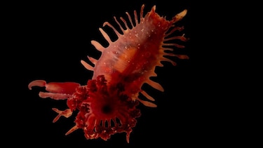 Las espectaculares imágenes que muestran criaturas marinas y corales únicos en las islas del Caribe