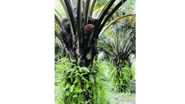 Paralizan planta extractora