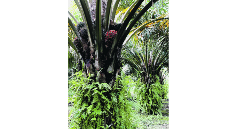 Paralizan planta extractora