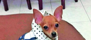 Penny, entre pelotas y peluches
