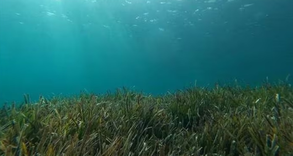 Investigadores desarrollan el primer inventario mundial del carbono retenido por las praderas submarinas