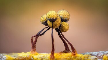 Las imágenes que muestran el microscópico y poco conocido mundo de los mohos deslizantes