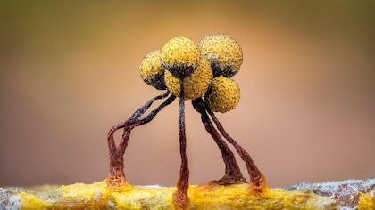 Las imágenes que muestran el microscópico y poco conocido mundo de los mohos deslizantes