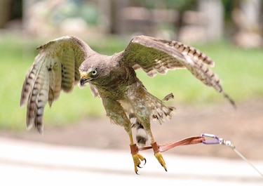 Gavilán vuelve a volar gracias a trasplante de plumas 