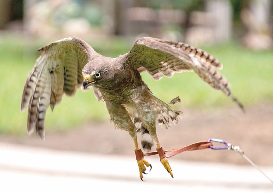 Gavilán vuelve a volar gracias a trasplante de plumas