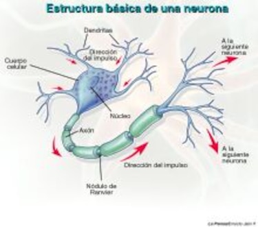 De neurona a neurona