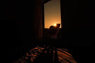 Perros y gatos podrían transmitir a sus dueños bacterias resistentes