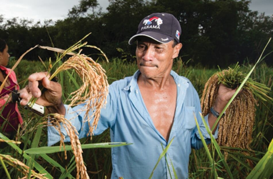 $50 millones debe el Gobierno en arroz y cerdo