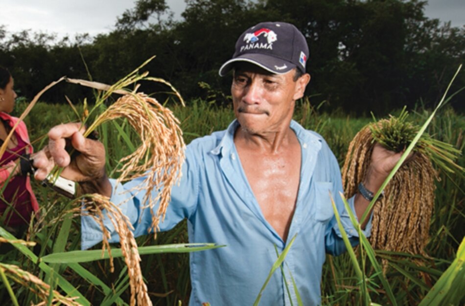 Advierten sobre riesgo en la producción global de cereales