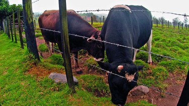 Ganaderos aprenden la lección