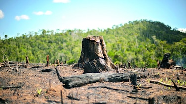 Se reduce la superficie de bosques