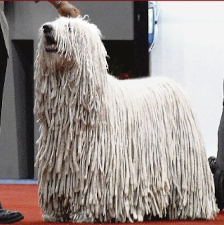 El exótico komondor