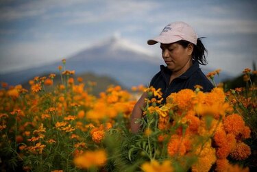 FAO: Urge protección social para mujeres rurales en Centroamérica y México