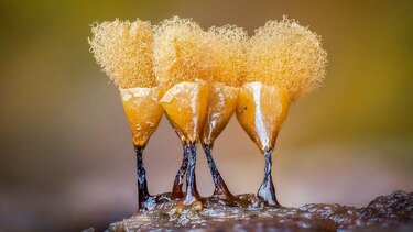 Las imágenes que muestran el microscópico y poco conocido mundo de los mohos deslizantes