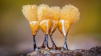 Las imágenes que muestran el microscópico y poco conocido mundo de los mohos deslizantes