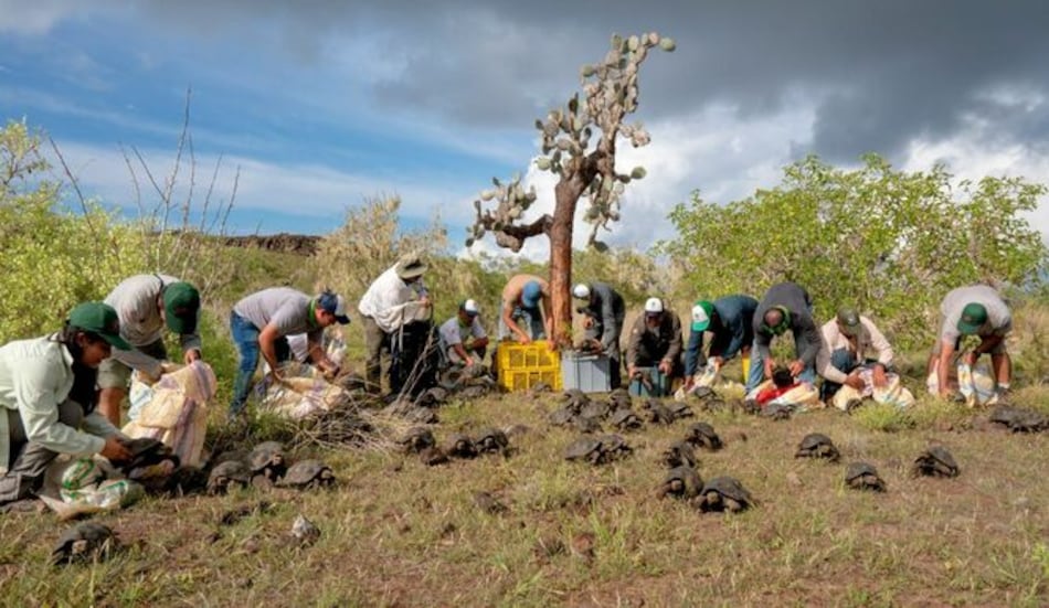 Liberan 155 tortugas gigantes en la isla Santa Fe de Galápagos